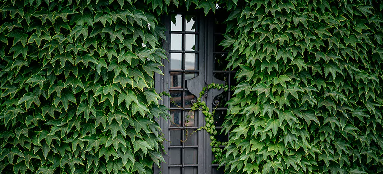 Garden Gate Repair in Carrollwood, FL
